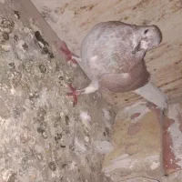 افشون سوسکی کفتر گرفتنی|پرنده|نیشابور, شهرک رضوی|دیوار