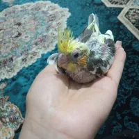سه عدد جوجه عروس هلندی|پرنده|پاکدشت, پاکدشت (مامازند)|دیوار