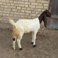بز ماده افغانی درجه یک گوسفند گاو بز بره