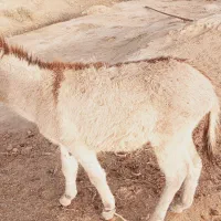 الاغ و|حیوانات مزرعه|شوشتر, |دیوار