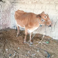 گاو و گوساله|حیوانات مزرعه|خمک, |دیوار