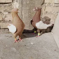 سینه سیاه سینه سرخ زرد