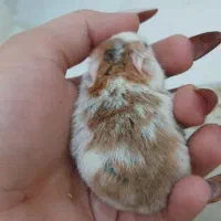 همستر دستی ورام|موش و خرگوش|تهران, سجاد|دیوار