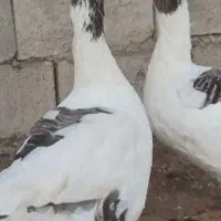 غاز ماده و نر