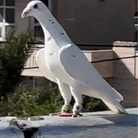 کبوتر پلاکی شهری طاووسی سبز پیازی زرد|پرنده|شیراز, میانرود|دیوار