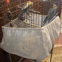 ۲عدد عروس هلندی سخنگوبا قفس