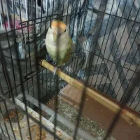 طوطی برزیلی|پرنده|شاندرمن, |دیوار