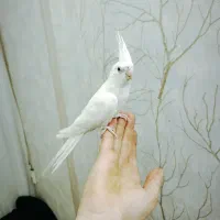 عروس هلندی البینو