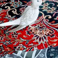 یک عدد عروس هلندی دستی رنگ خاص