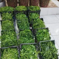 سبزی رامهرمز با بهترین کیفیت