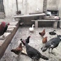 مرغ و اردک محلی|حیوانات مزرعه|نگین شهر, |دیوار