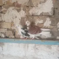 پرشی