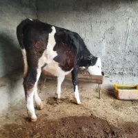 گاوگوساله ماده