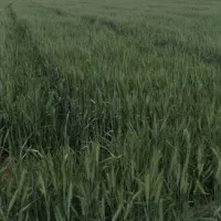 فروش یا تهاتر  زمین کشاورزی|فروش دفتر صنعتی، کشاورزی، تجاری|مرودشت, رامجرد یک|دیوار