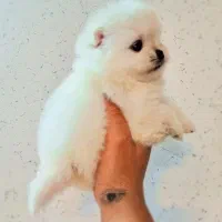 پامرانین خرسی روباهی