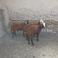 ۳رآس بره نر قزل افشاربزرگ،بهترین جنس