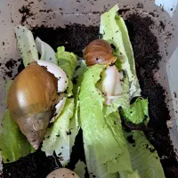 حلزون اچاتینا  دوتا