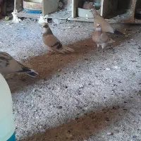 کبوتر شازده و زینتی