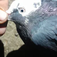 فروش ۳تا تهرانی|پرنده|دهلران, |دیوار