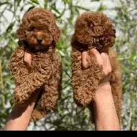 سگهای کوچولو