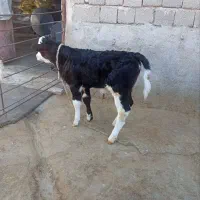 گوساله ماده سیمنتال اصل|حیوانات مزرعه|گیلان غرب, |دیوار