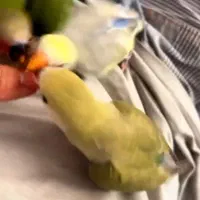 طوطی برزیلی|پرنده|چهارباغ, |دیوار