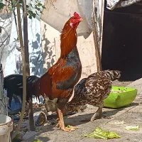 جوجه لاری افغان