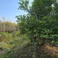 کددوباب/هزارمتر خانه محوطه بهمراه ویلای ۹۰متری|فروش خانه و ویلا|کوچصفهان, |دیوار