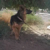 سگ ژرمن موبلند|سگ|رفسنجان, |دیوار