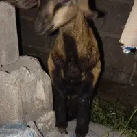 کهره سومال سه ماهه