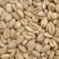 گندم دامی و دیم|عمده‌فروشی|مشهد, مهدی آباد|دیوار