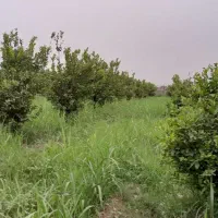 فروش باغ ۵۷۰۰متری در دزفول روستای شوهان علیا|فروش دفتر صنعتی، کشاورزی، تجاری|دزفول, |دیوار