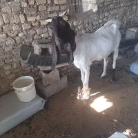 بزداشتی شوشتر|حیوانات مزرعه|مسجد سلیمان, |دیوار