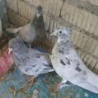 فروش ۵تاکبوتر سرور دم سفید