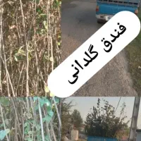 فروش نهال فندق گلدانی ریشه پرس وریشه لخت|خدمات باغبانی و درختکاری|رحیمآباد, |دیوار