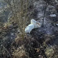 ۲تا خرگوش خارجی بالغ