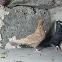 زرد و زاغ آبادانی|پرنده|زابل, |دیوار