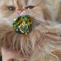 ماده ۸ ماهه نارنجی بسیار اروم و بغلی