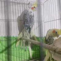 عروس هلندی|پرنده|ارومیه, |دیوار