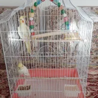 یک جفت عروس هلندی