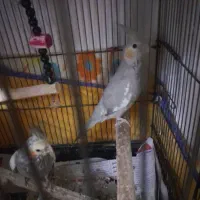 پنج تا طوطی عروس هلندی