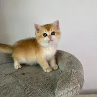 مجموعه گربه های زیبا و پرورش خانگی و آرام|گربه|شیراز, ابیوردی|دیوار