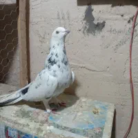 نر واشه ای پر
