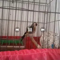 کمبود وقت 3 تارو باهم،با بره هم معاوضه|پرنده|ابهر, |دیوار