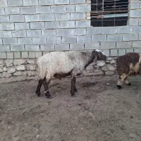 قوچ
