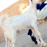 کهره نر مری