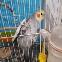 معاوضه با مینا افغانی  کام سیاه