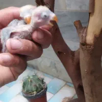 جفت طوطی مولد با جوجه