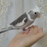 عروس هلندی آلبینو