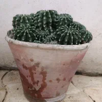 فروش کاکتوس آچینو (زیبا و کمیاب)|گل و گیاه طبیعی|اسالم, |دیوار